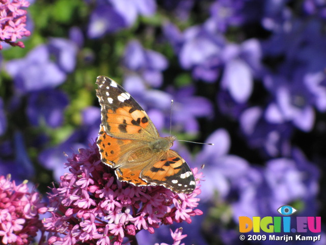 SX06414 Painted lady butterfly (Cynthia cardui) on pink flower Red Valerian (Centranthus ruber)